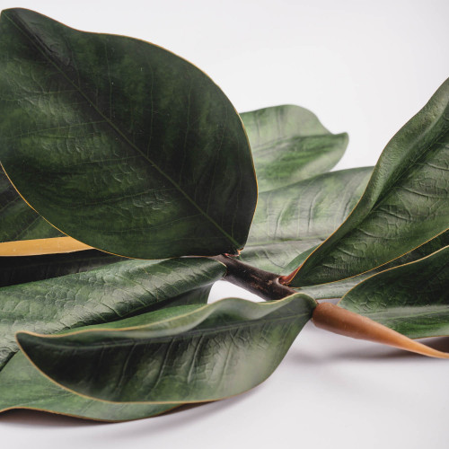 Magnolia Branches - Green 3