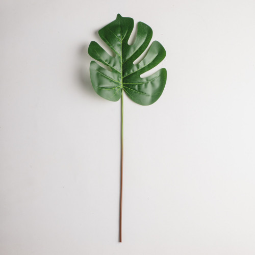 Leaf Branch Plant Twigs Turtle Leaf