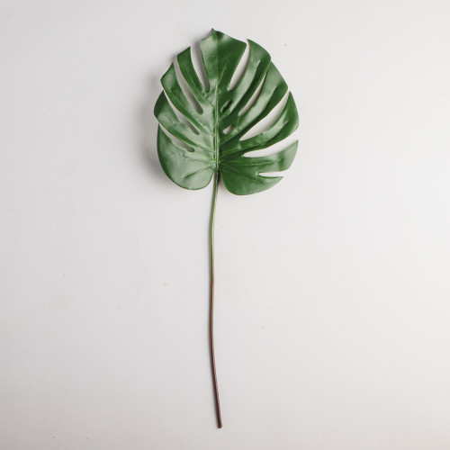 Leaf Branch Plant Turtle Leaf