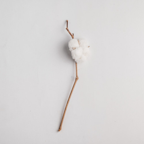 White Cotton Plant - Single Branch