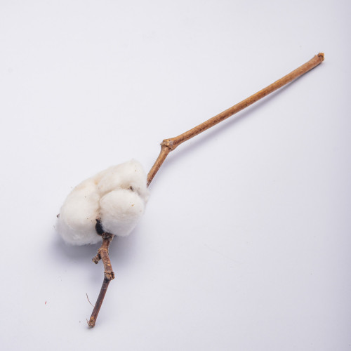 White Cotton Plant - Single Branch 2