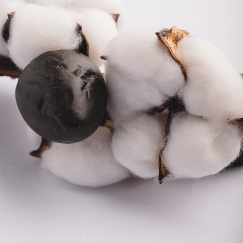 White Cotton Plant - Five Blossoms Bouquet 2