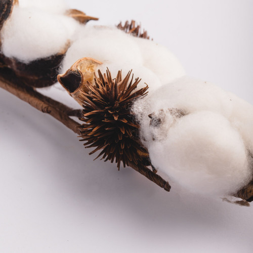 White Cotton Plant - Four Blossoms Bouquet 3