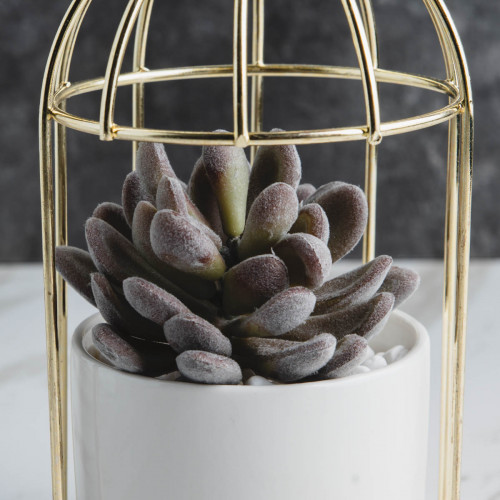 Bird's Cage Potted Plant #5 Red Chitose 2