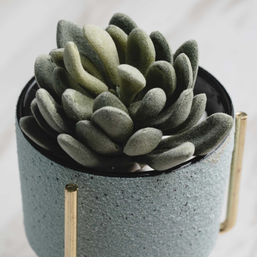 Botany Potted Plant #2 Red Flower Gem 2