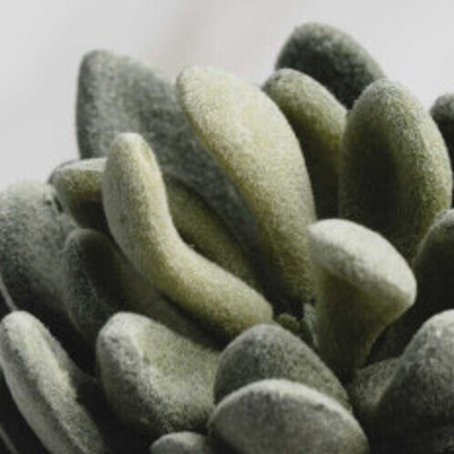 Botany Potted Plant #5 Snow Lotus 3