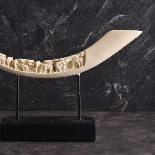 Ivory Tusk Antique Standing Décor 4