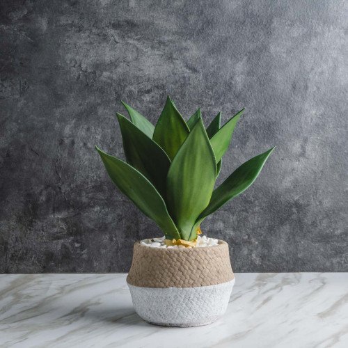 Native Potted Plant #5 Giant Agave