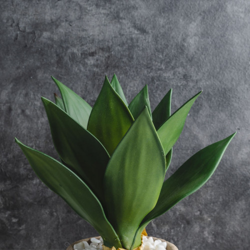 Native Potted Plant #1 Aloe Trumpet 2