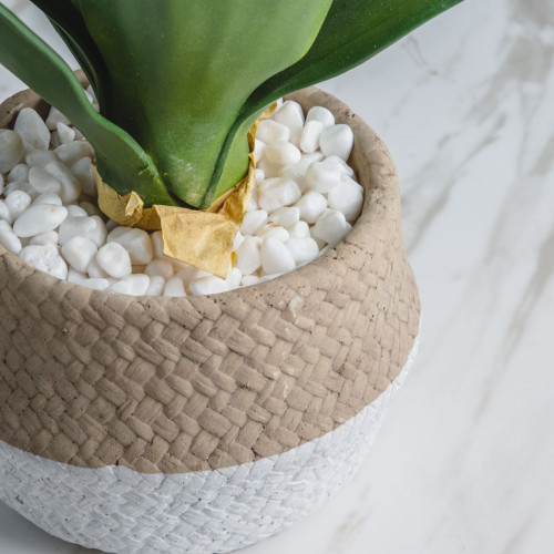 Native Potted Plant #1 Aloe Trumpet 3