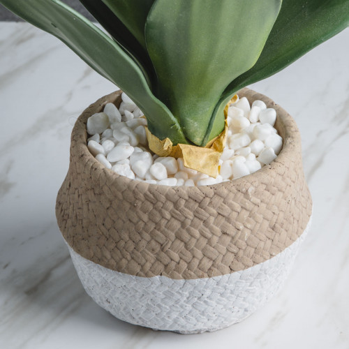 Native Potted Plant #5 Giant Agave 4