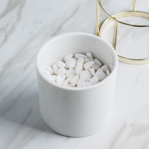 Succulent Plant Décor #7 Yellow Agave 2