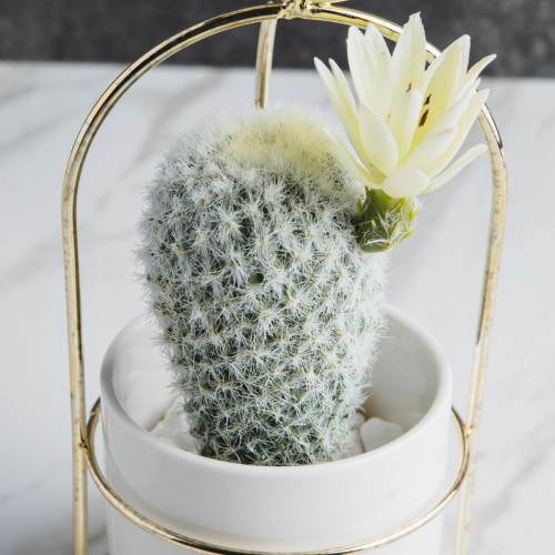 Succulent Plant Décor #7 Yellow Agave 3